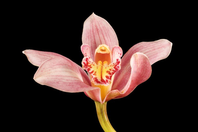 Orquídea cor-de-rosa/roxa no fundo preto fotos de stock royalty free Orquídea cor-de-rosa/roxa no fundo preto fotos de stock royalty free