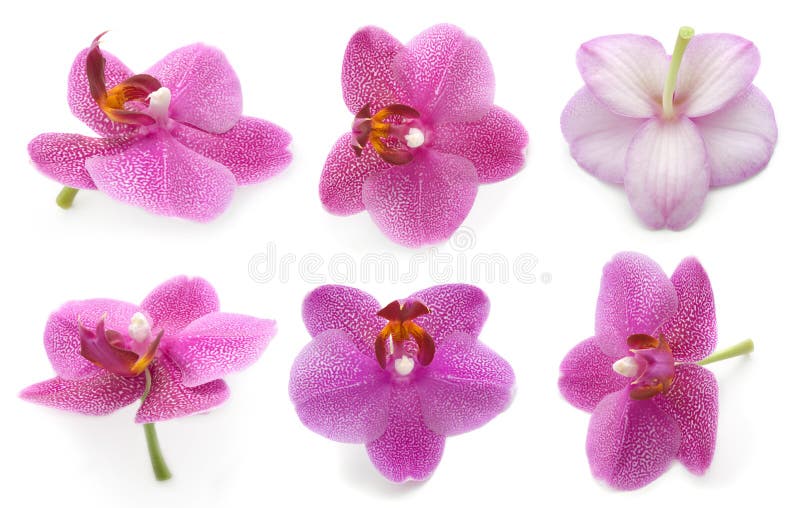 Orquídea da coleção foto de stock royalty free Orquídea da coleção foto de stock royalty free