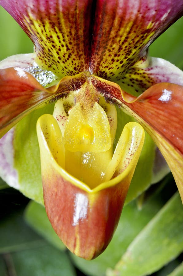 Orquídea de deslizador (Paphiopedilum)