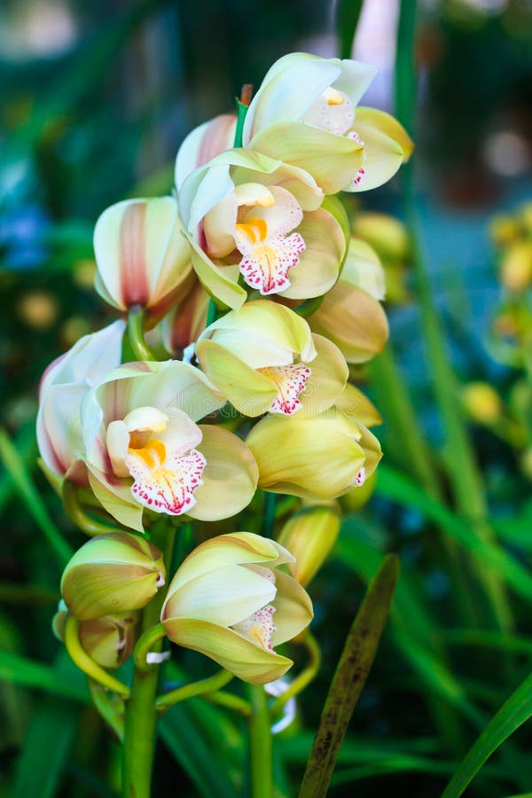 Orquídea De Tierra U Orquídea Del Suelo Imagen de archivo Imagen de