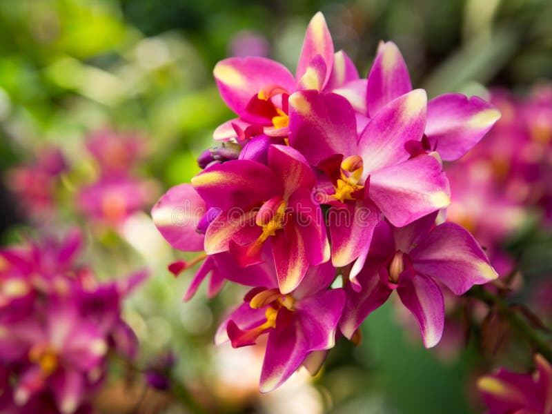 Orquídea de tierra foto de archivo. Imagen de brote, exterior 35257526