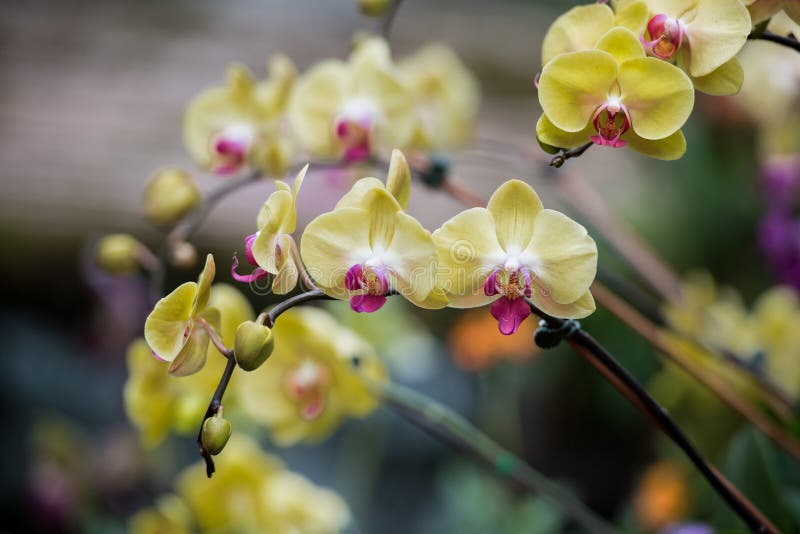 Orquídea del Phalaenopsis