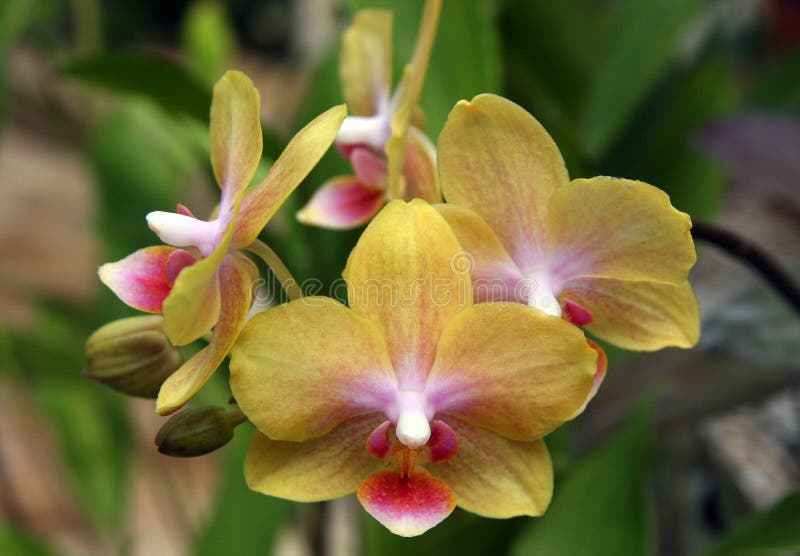 Orquídea del phalaenopsis del verde amarillo imágenes de archivo libres de regalías