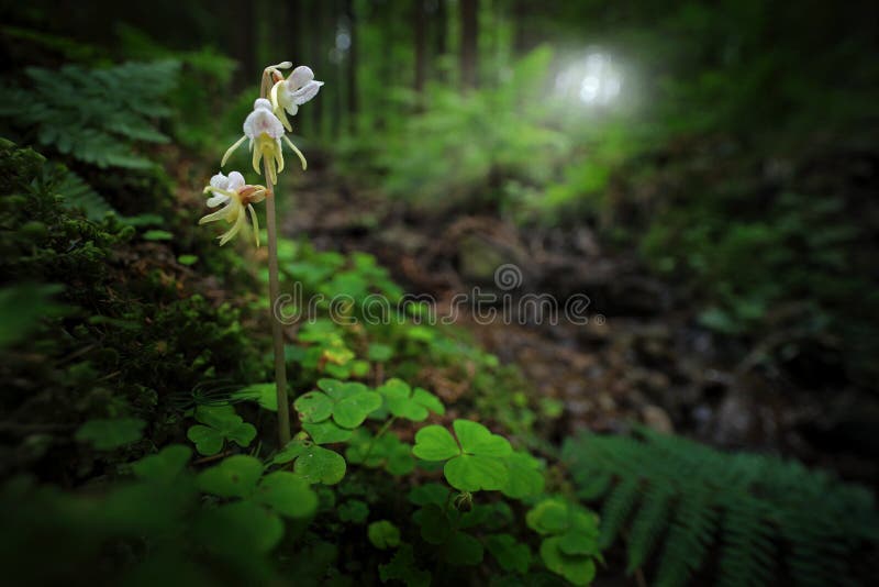 Epipogium aphyllum, Ghost Orchid, in the nature forest habitat, wide angle, Sumava NP, Czech Republic. Two flowers in the nature habitat from Sumava mountain. Rare flower orchid bloom with forest ligh. Epipogium aphyllum, Ghost Orchid, in the nature forest habitat, wide angle, Sumava NP, Czech Republic. Two flowers in the nature habitat from Sumava mountain. Rare flower orchid bloom with forest ligh