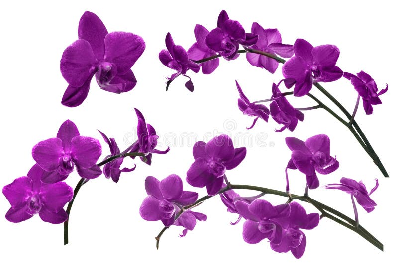 A orquídea lilás escura floresce a coleção isolada no branco imagens de stock royalty free A orquídea lilás escura floresce a coleção isolada no branco imagens de stock royalty free
