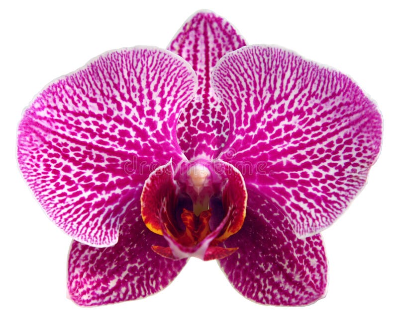 Orquídea púrpura