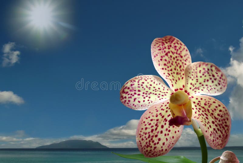 Orquídea rara en la playa tropical