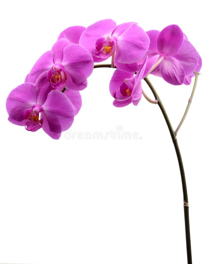 Orquídea rosada con el tallo largo aislado en blanco imagenes de archivo Orquídea rosada con el tallo largo aislado en blanco imagenes de archivo
