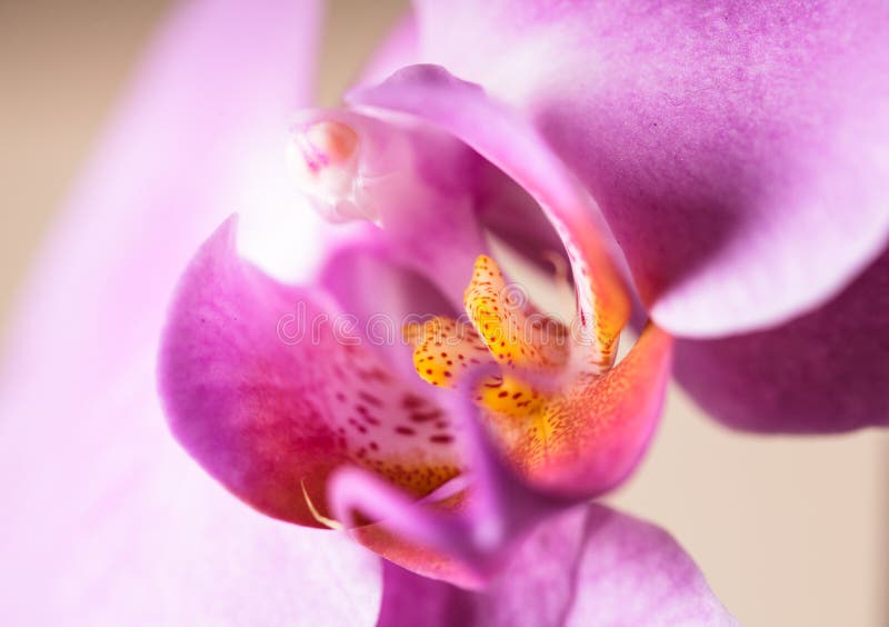 Orquídea roxa imagens de stock royalty free Orquídea roxa imagens de stock royalty free