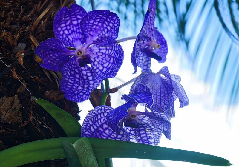 Orquídea roxa fotografia de stock Orquídea roxa fotografia de stock