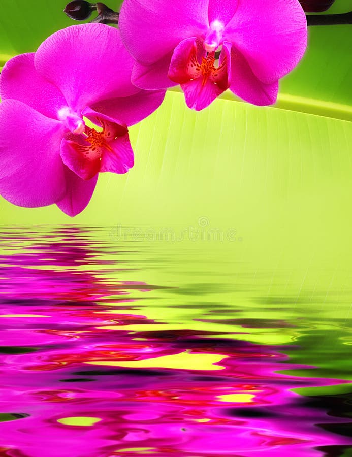 Artistic background with pink orchids above water. Artistic background with pink orchids above water