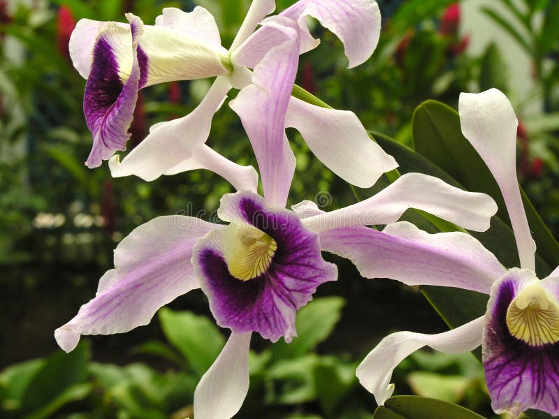 Three white orchids. Three white orchids