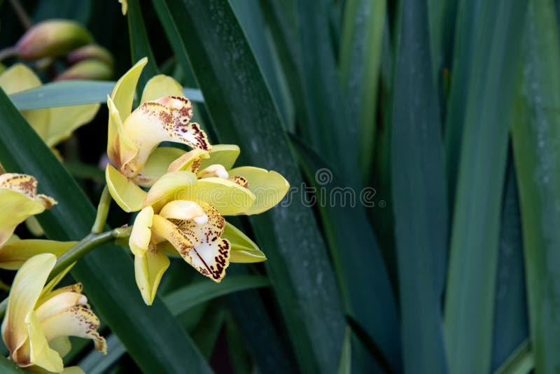 Orquídeas amarillas en barco por la flor en el jardín botánico