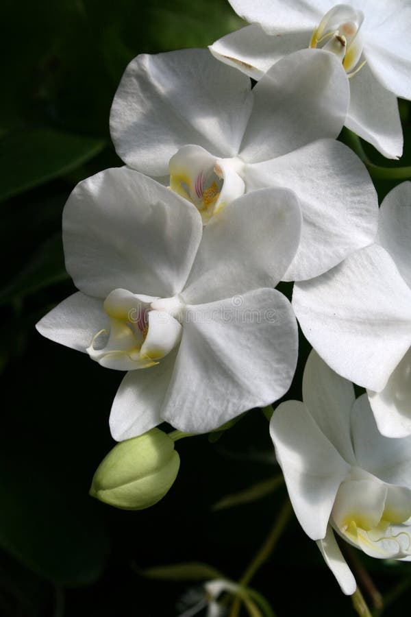 Orquídeas brancas fotos de stock royalty free