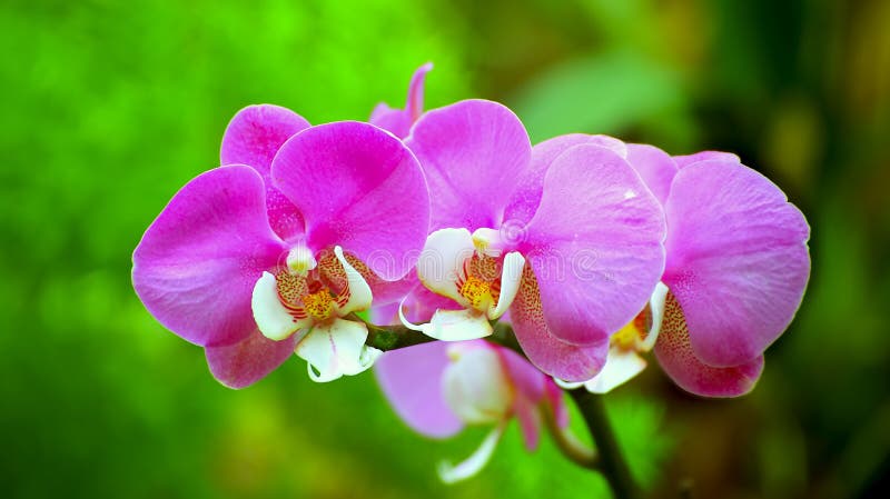 Orquídeas cor-de-rosa vibrantes