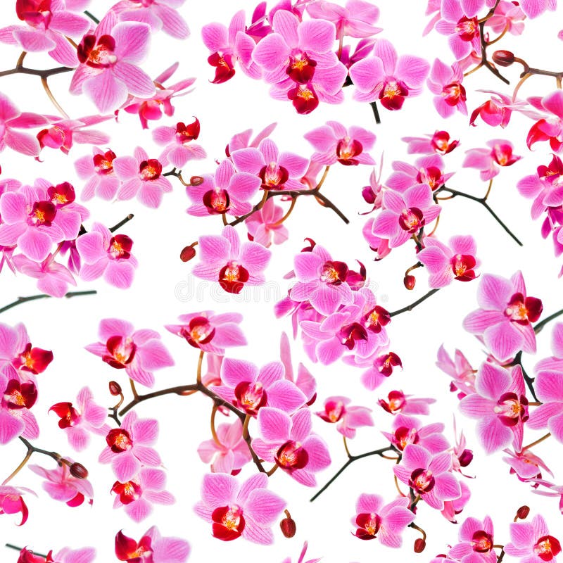 Orquídeas, fundo branco sem emenda imagem de stock royalty free Orquídeas, fundo branco sem emenda imagem de stock royalty free