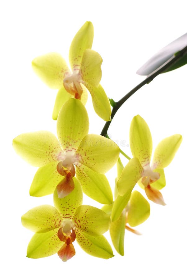 orquídeas isoladas fotografia de stock royalty free orquídeas isoladas fotografia de stock royalty free