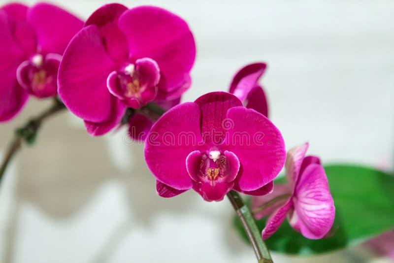 Orquídeas magentas vibrantes na exposição imagem de stock royalty free Orquídeas magentas vibrantes na exposição imagem de stock royalty free