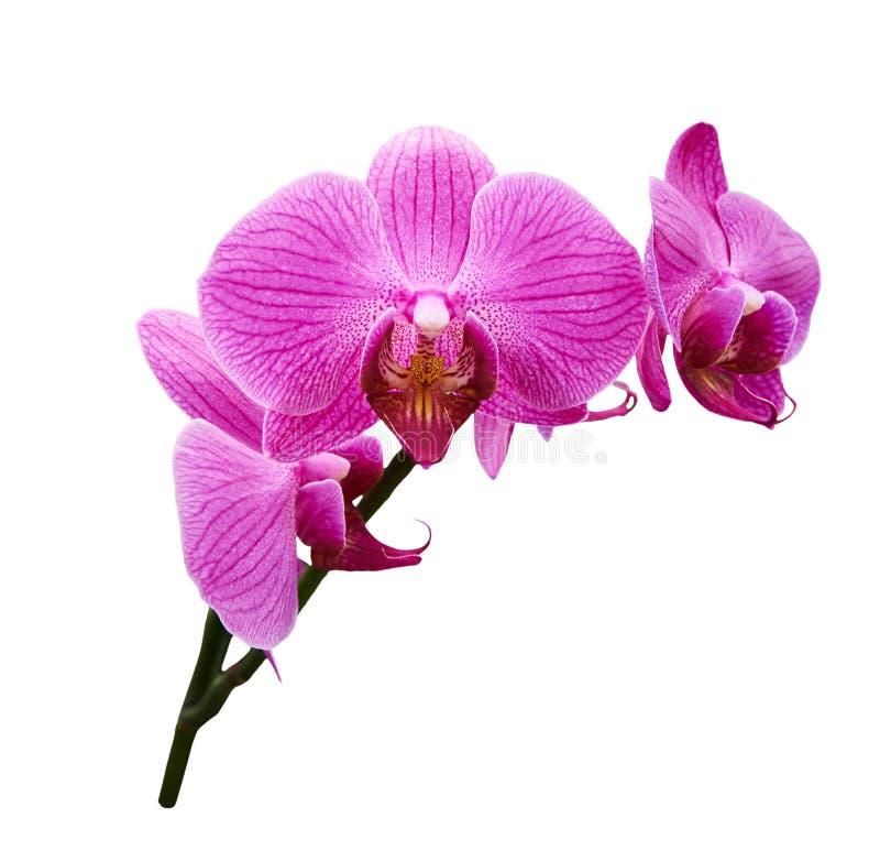 Orquídeas púrpuras blancas Aislado en los vagos blancos imagen de archivo Orquídeas púrpuras blancas Aislado en los vagos blancos imagen de archivo