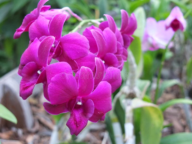 Is an orchid that is easily grown and planted in a habitat to freshen the air. Is an orchid that is easily grown and planted in a habitat to freshen the air