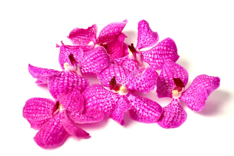 Orquídeas púrpuras en un fondo aislado fotografía de archivo libre de regalías Orquídeas púrpuras en un fondo aislado fotografía de archivo libre de regalías