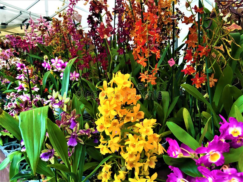 Orquídeas que encantan, belleza, naturaleza y magia imagenes de archivo Orquídeas que encantan, belleza, naturaleza y magia imagenes de archivo