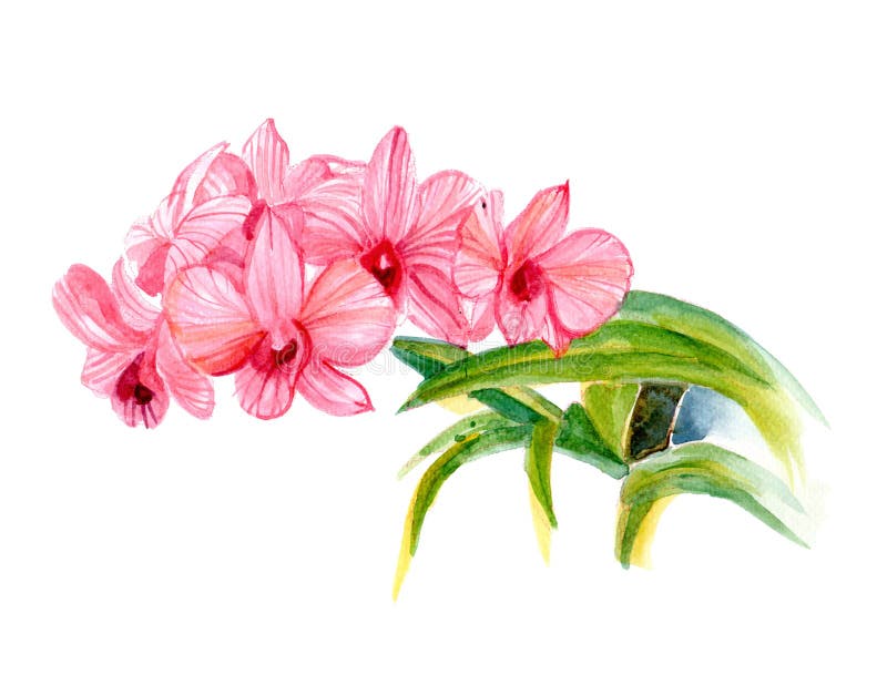 Orquídeas rosadas aisladas en el fondo blanco, ejemplo de la mano stock de ilustración Orquídeas rosadas aisladas en el fondo blanco, ejemplo de la mano stock de ilustración
