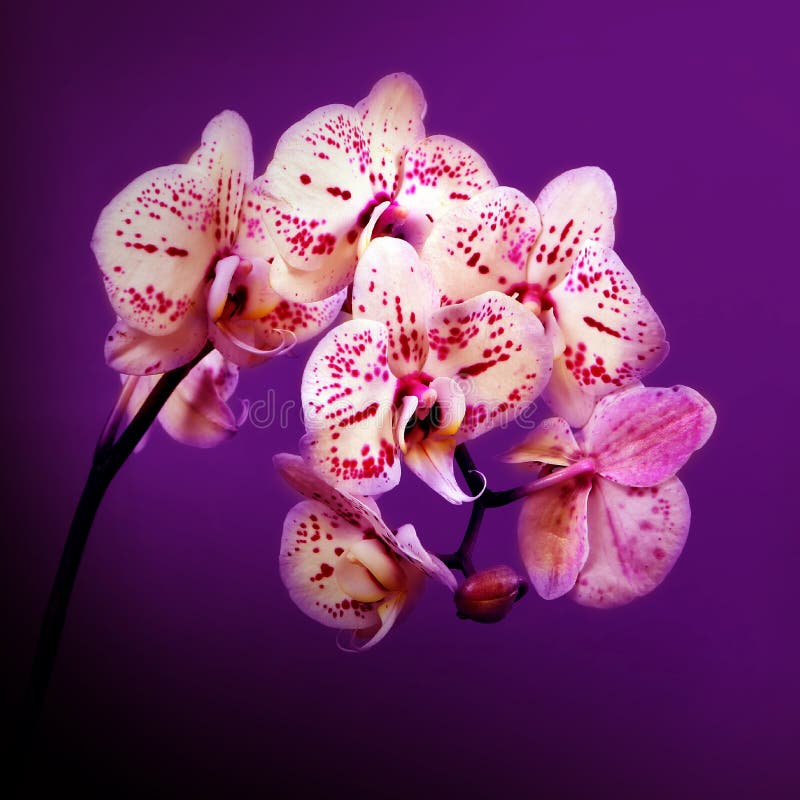 Orquídeas rosadas de las flores hermosas en el fondo violeta fotos de archivo Orquídeas rosadas de las flores hermosas en el fondo violeta fotos de archivo