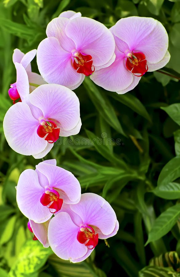 Orquídeas rosadas hermosas fotografía de archivo libre de regalías Orquídeas rosadas hermosas fotografía de archivo libre de regalías