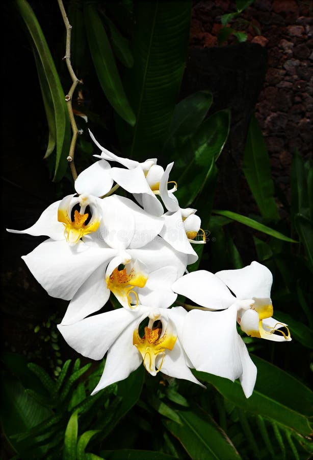 A close up image of some exotic white tropical orchid flowers with bright yellow centers. Common name of white butterfly orchids. Taken hanging from pot against dark green foliage background with copy space. Vertical color format. Found in southeast asia. A close up image of some exotic white tropical orchid flowers with bright yellow centers. Common name of white butterfly orchids. Taken hanging from pot against dark green foliage background with copy space. Vertical color format. Found in southeast asia.