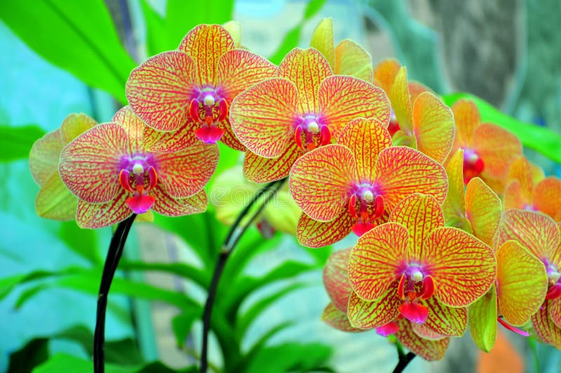 Orquídeas vibrantes