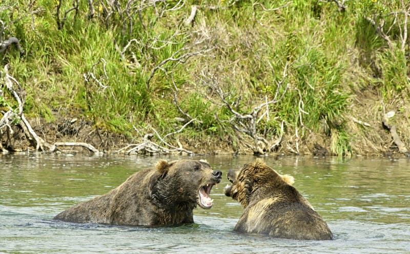 Orsi bruni giganti arrabbiati in Katmai fotografia stock libera da diritti Orsi bruni giganti arrabbiati in Katmai fotografia stock libera da diritti