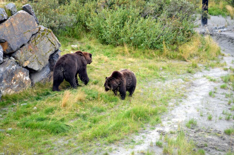 Orsi grigii nell'Alaska fotografie stock libere da diritti Orsi grigii nell'Alaska fotografie stock libere da diritti