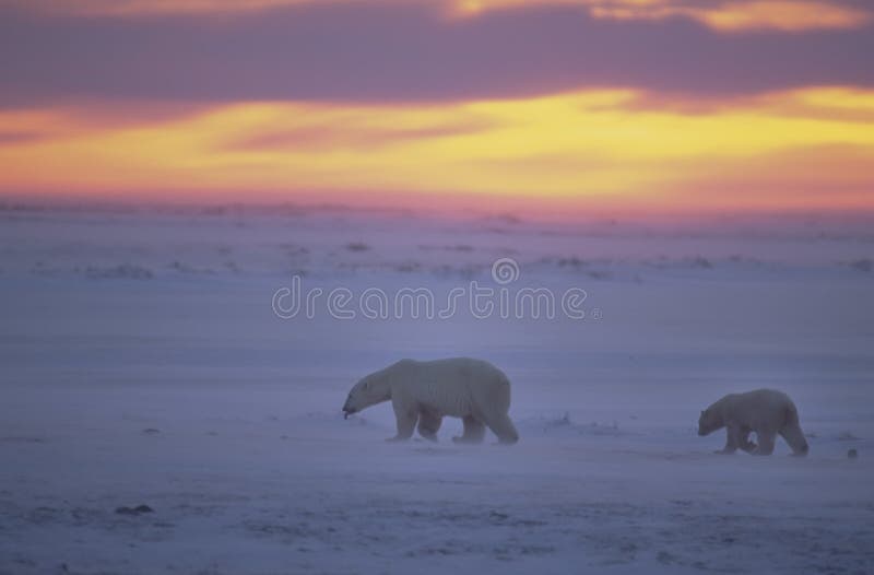 Orsi polari al tramonto in Artide canadese