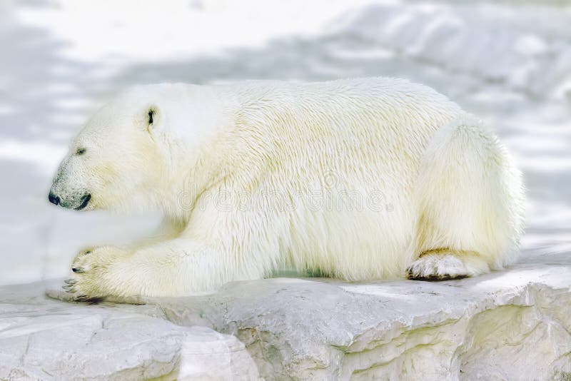 Orso bianco polare nel suo habitat naturale fotografia stock libera da diritti Orso bianco polare nel suo habitat naturale fotografia stock libera da diritti