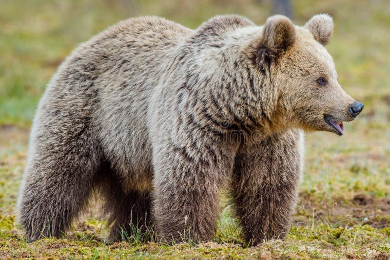 Orso bruno adulto selvaggio immagini stock libere da diritti Orso bruno adulto selvaggio immagini stock libere da diritti