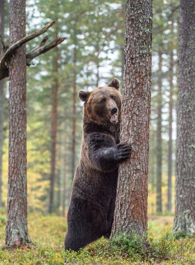 Orso bruno che sta sulle sue gambe posteriori nella foresta di autunno immagine stock Orso bruno che sta sulle sue gambe posteriori nella foresta di autunno immagine stock