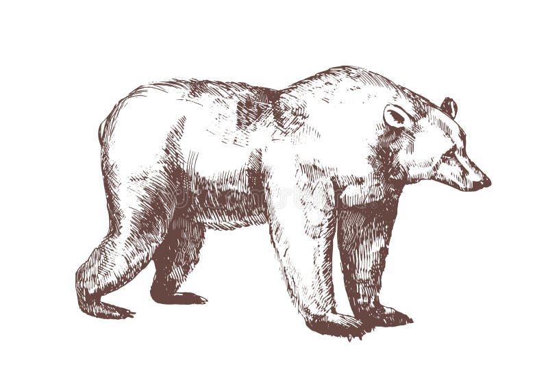 Orso Bruno Disegnato A Mano Con Le Linee Di Contorno Su Fondo Bianco Disegno Realistico Dettagliato Dell Animale Selvatico Carniv Illustrazione Vettoriale Illustrazione Di Isolato Retro