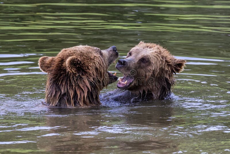 Orso bruno europeo, arctos di ursus in un parco immagini stock Orso bruno europeo, arctos di ursus in un parco immagini stock