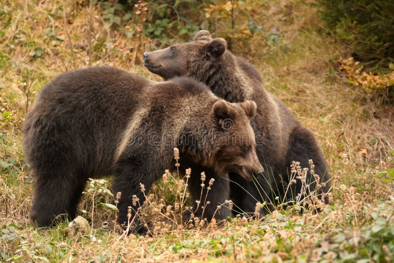 Orso bruno selvaggio, arctos di ursus, due cuccioli, giocanti sul prato fotografia stock Orso bruno selvaggio, arctos di ursus, due cuccioli, giocanti sul prato fotografia stock