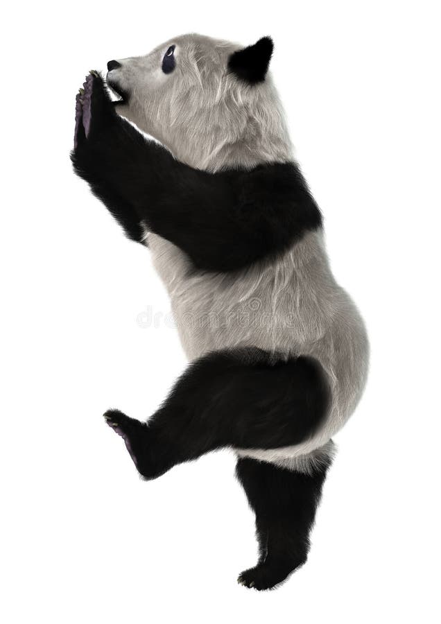 Orso del panda illustrazione vettoriale