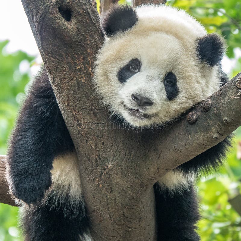 Orso del panda immagine stock Orso del panda immagine stock