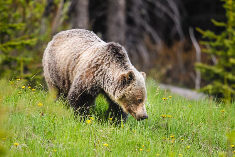 Orso dell'orso grigio (horribilis di arctos del Ursus)