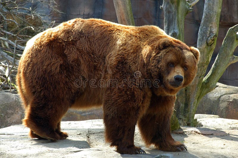 Orso bruno fotografia stock libera da diritti