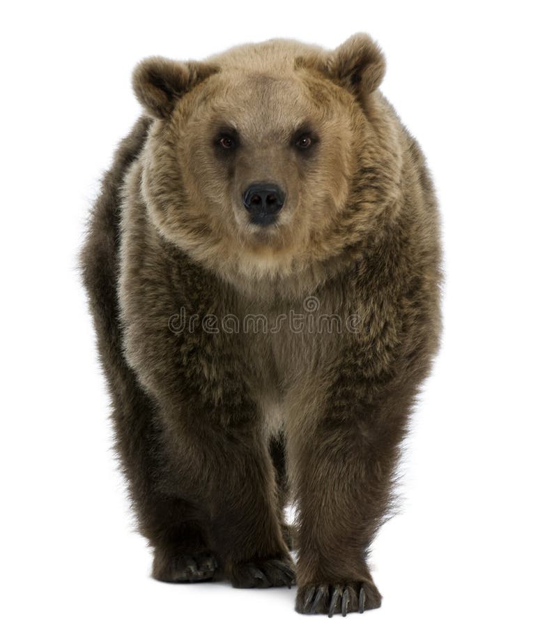 Orso di Brown femminile, 8 anni, ambulanti fotografie stock libere da diritti Orso di Brown femminile, 8 anni, ambulanti fotografie stock libere da diritti