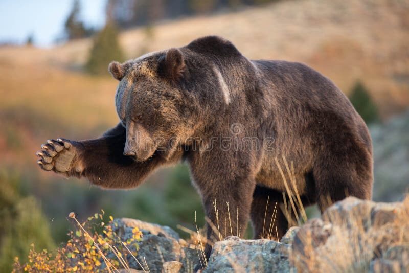 Orso di Brown nordamericano (orso dell'orso grigio)