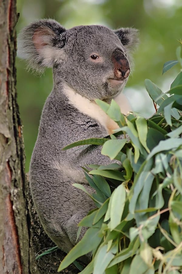 Orso di Koala fotografia stock