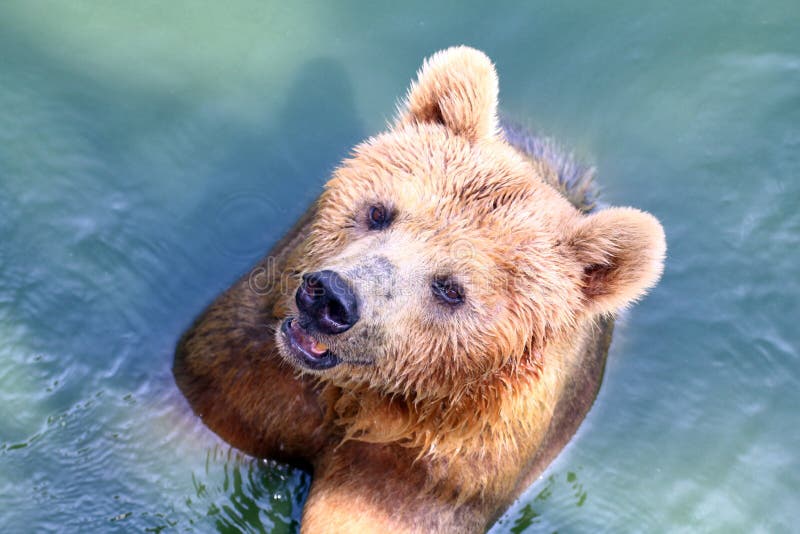 Orso, orso grigio in acqua fotografia stock Orso, orso grigio in acqua fotografia stock