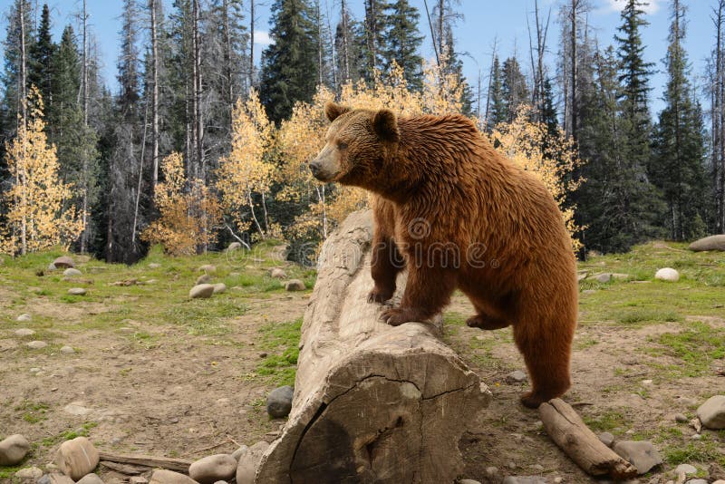 Orso grigio che scavalca vecchia connessione Autumn Woods fotografia stock Orso grigio che scavalca vecchia connessione Autumn Woods fotografia stock