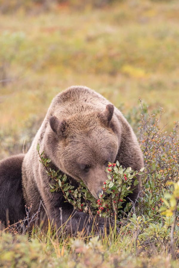 Orso grigio nell'Alaska che mangia le bacche